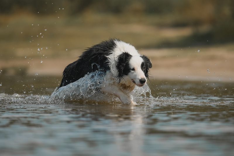 Каспер фото превью