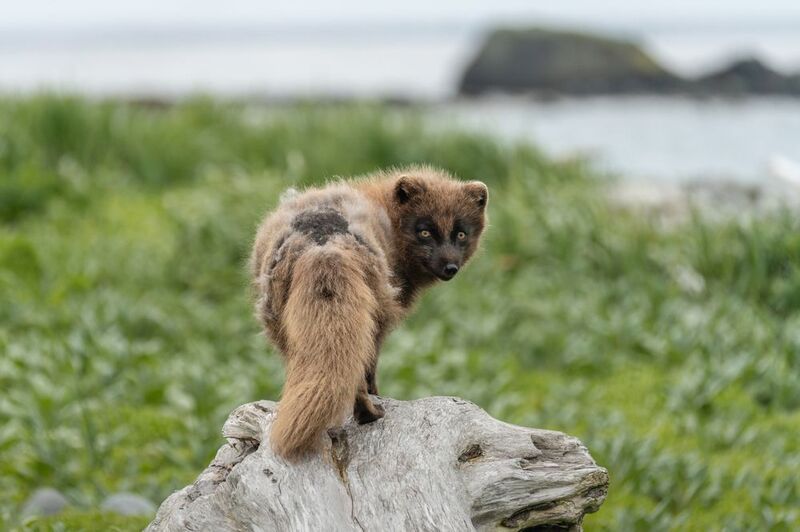 Хозяин острова фото превью