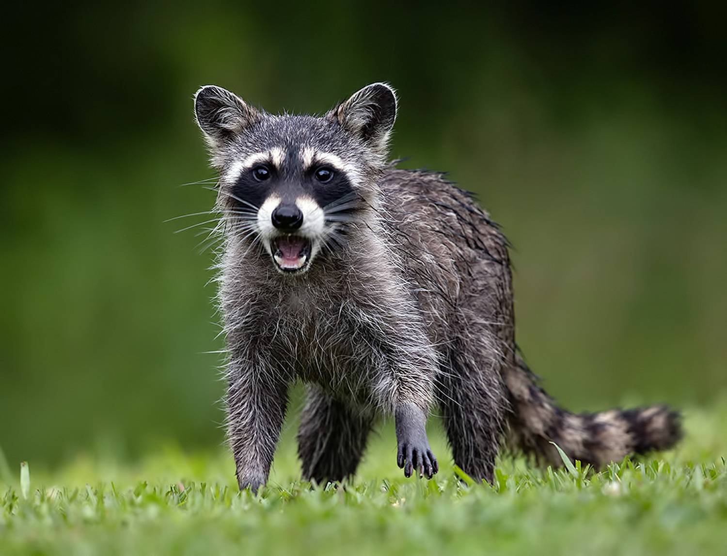 енот обыкновенный, енот-полоскун, raccoon, енот, дикие животные, животные, animals, Etkind Elizabeth
