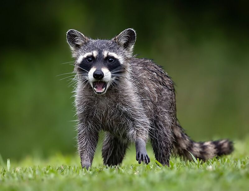 енот обыкновенный, енот-полоскун, raccoon, енот, дикие животные, животные, animals Young Raccoon. Енот-полоскун фото превью