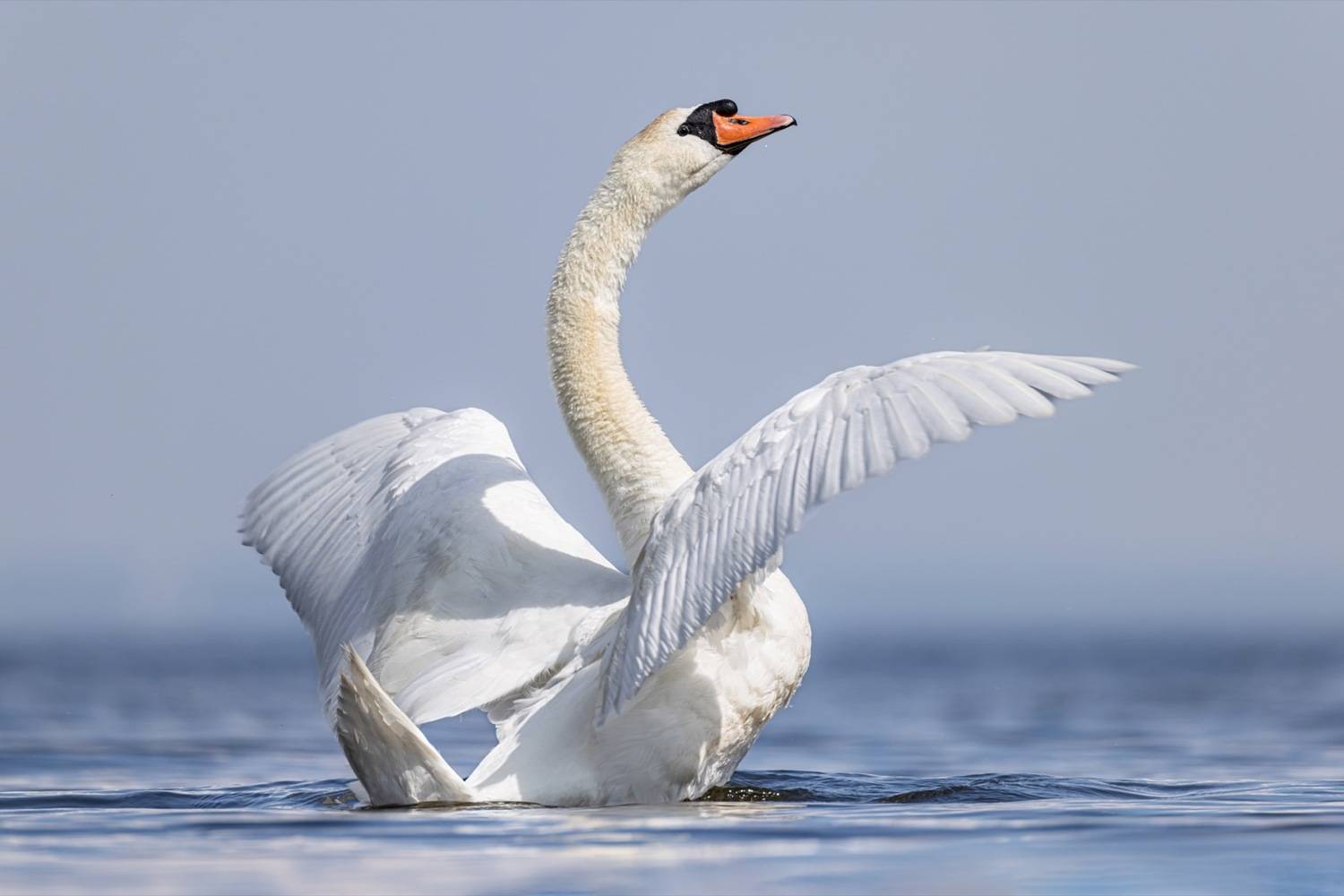 шипун, лебедь, лебедь шипун, лебедь-шипун, финский залив, Руслан Pl