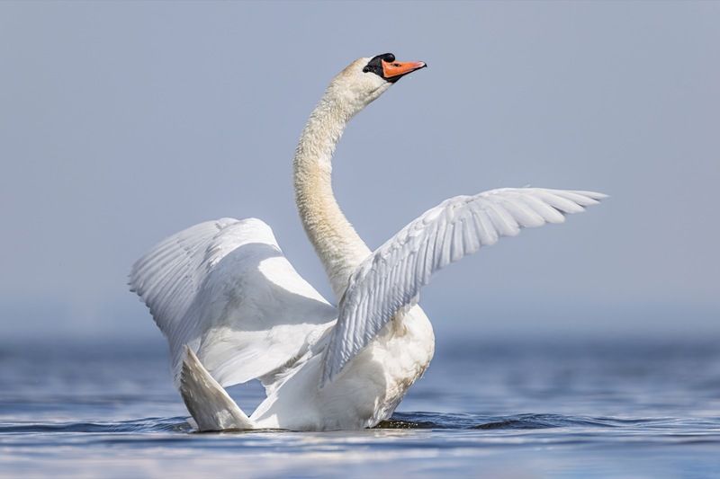 шипун, лебедь, лебедь шипун, лебедь-шипун, финский залив  фото превью