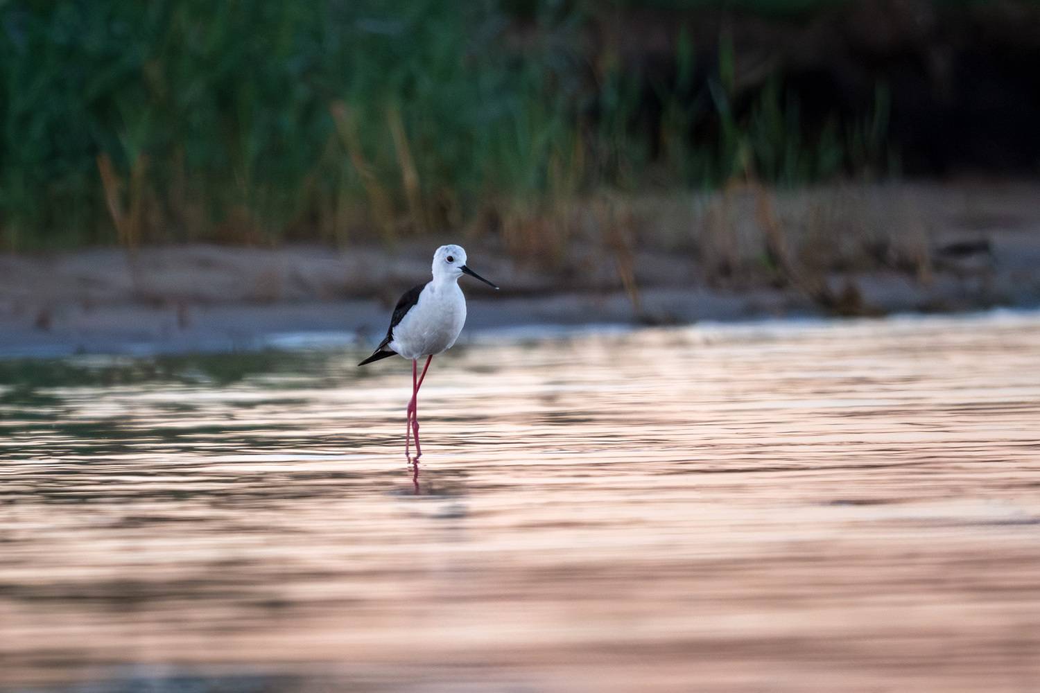, Бодрягин Виталий