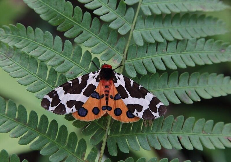 бабочка, медведица, кайя, arctia, caja Медведица Кайя фото превью