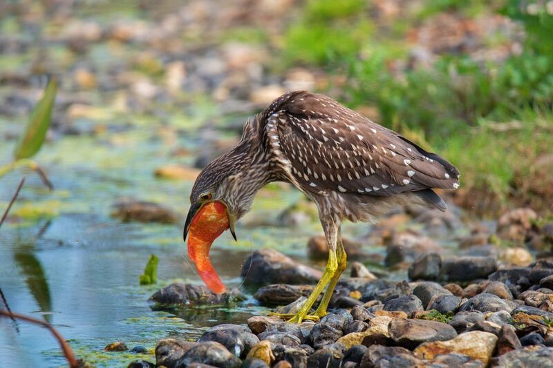 *Кваква с рыбкой фото превью