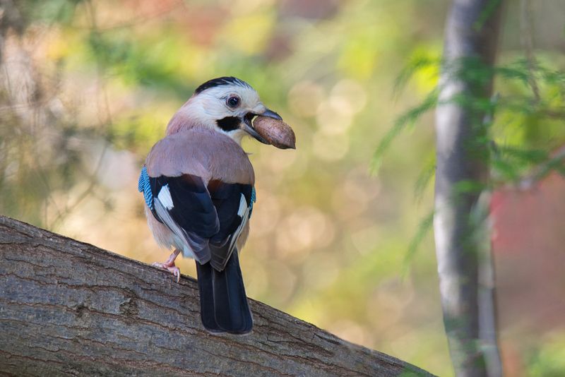 *** фото превью