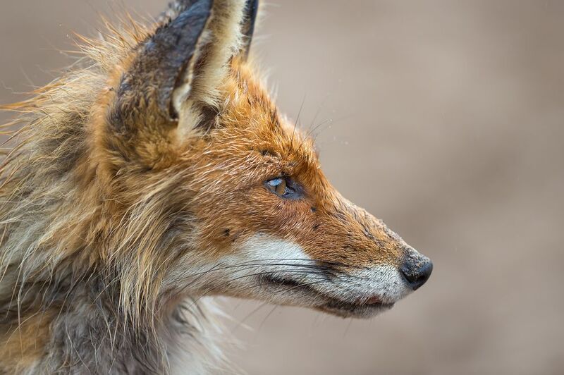 Лисичка сестричка фото превью