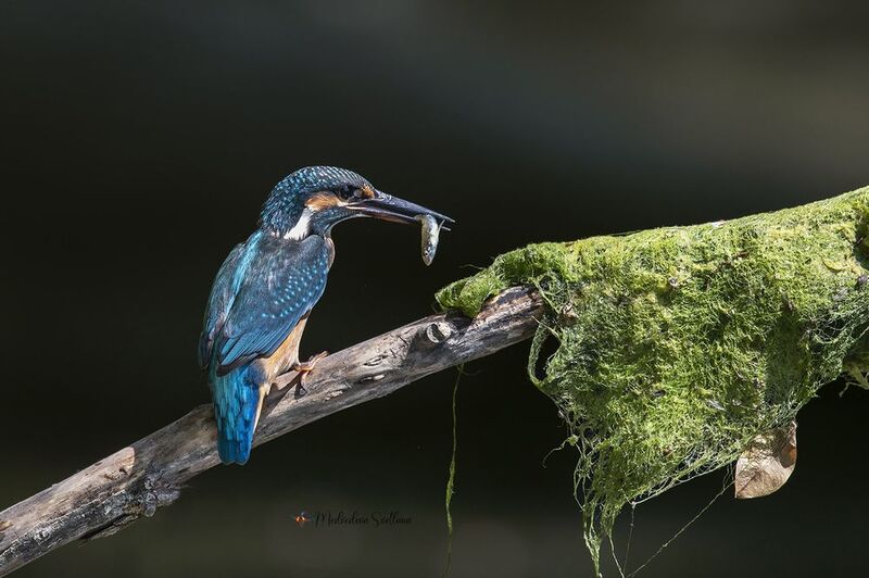 Необыкновенный обыкновенный зимородок. фото превью