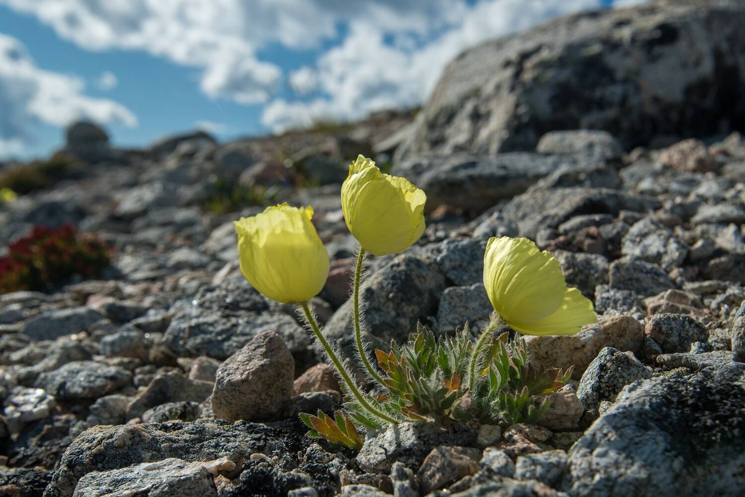 монголия, горы, лето, облака, горный, мак, жёлтый, Юрий Мальцев