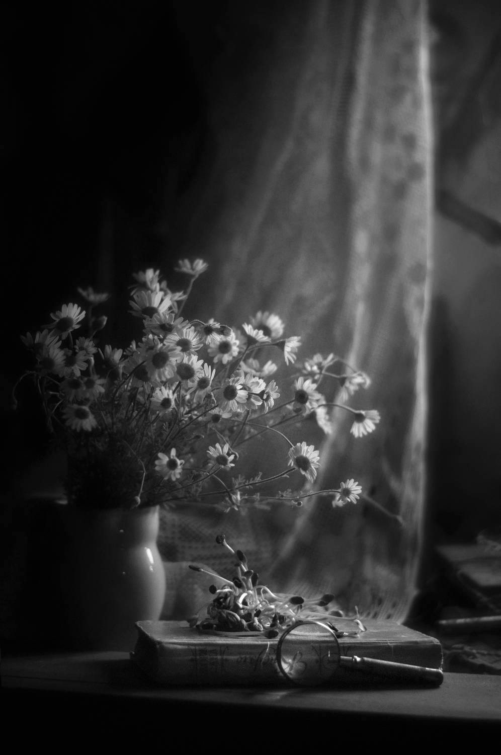 натюрморт, монохром, лето, цветы, ромашки, black&white, still life, black and white, b & w, Буглак Инна