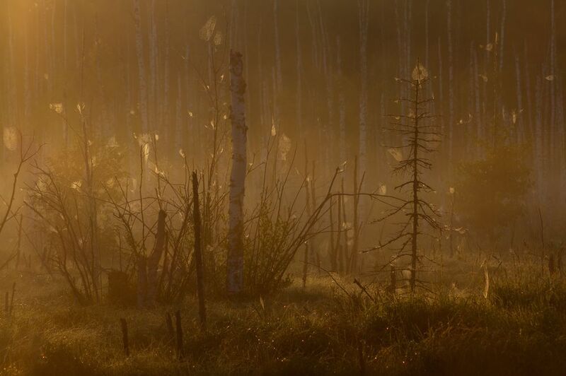 Паутинки на рассвете фото превью