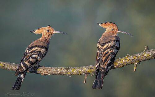 И стар, и млад