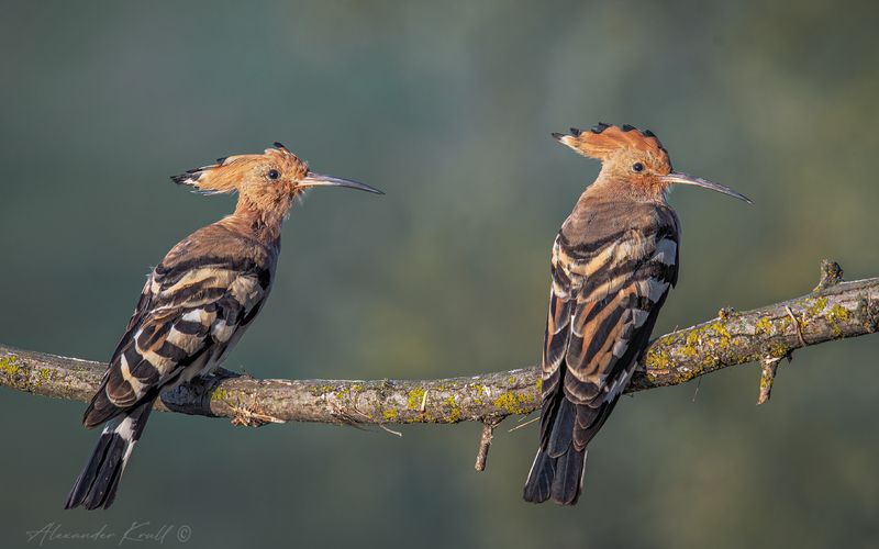 удод, upupa epops И стар, и млад фото превью