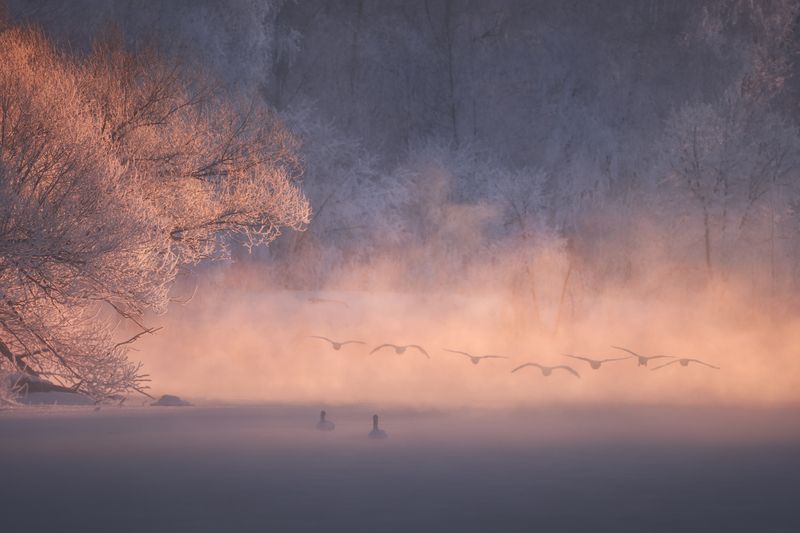 nature, outdoors, fog, tree, landscape, winter, water, sunrise, silhouette, swans, swan, birds, птицы, пейзаж, алтай, лебеди, рассвет, туман, лебединое озеро Опаляя крылья фото превью
