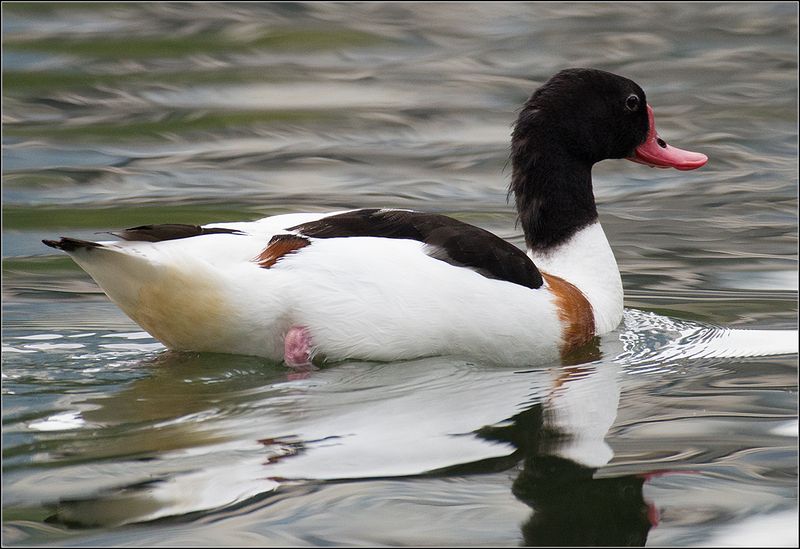 москва, август, парк, пруд, птица Пеганка фото превью