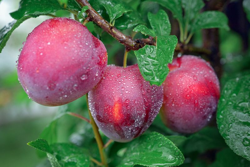 Алыча фото превью