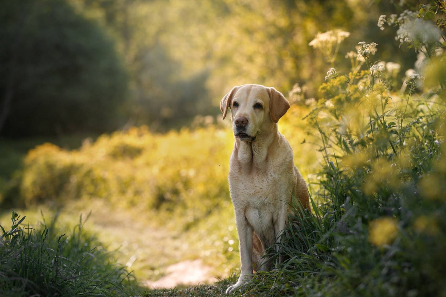 , Мария Шерскова
