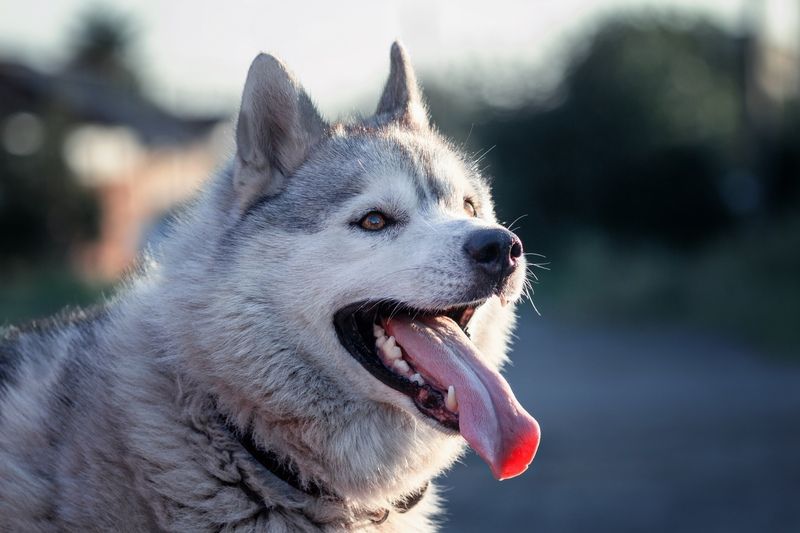 хаски Вуди фото превью