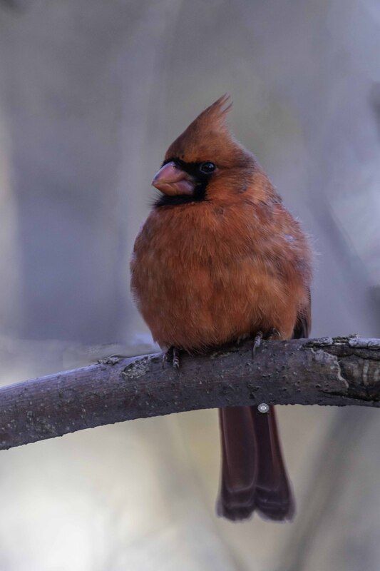 Northern cardinal фото превью