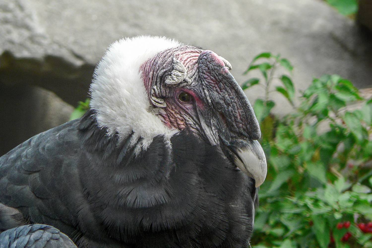 андский кондор, vultur gryphus, КарОл