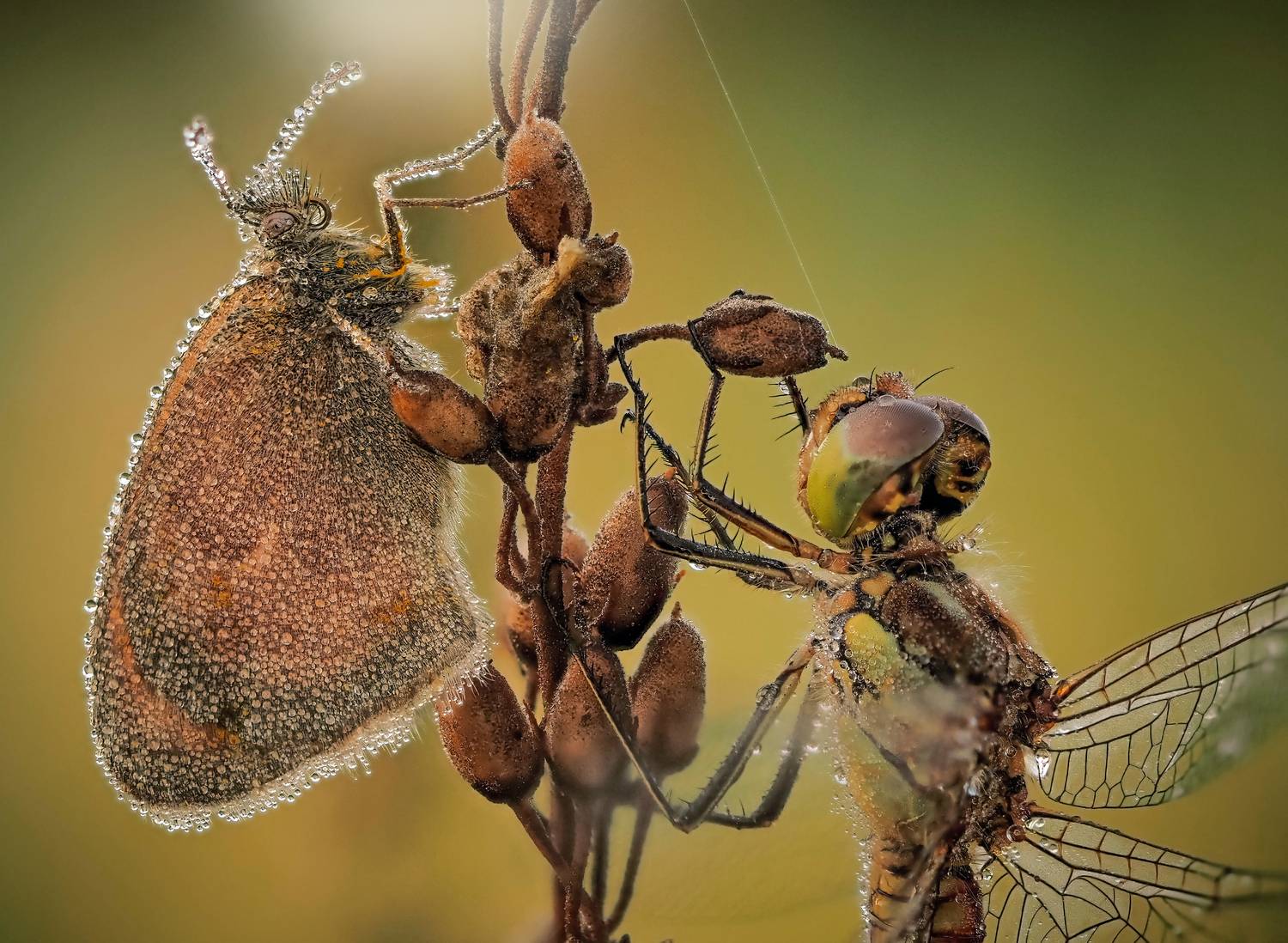 , Лапшина Владлена