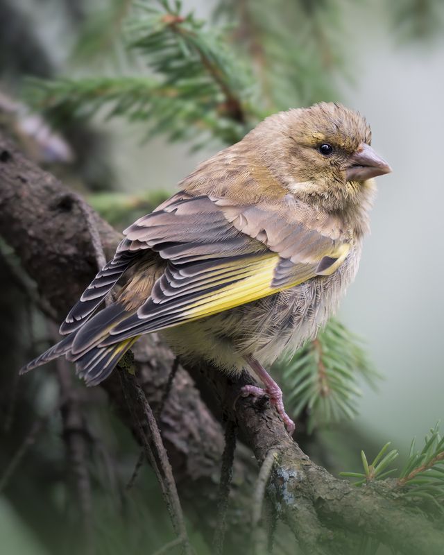 Зеленушка (Chloris chloris) фото превью