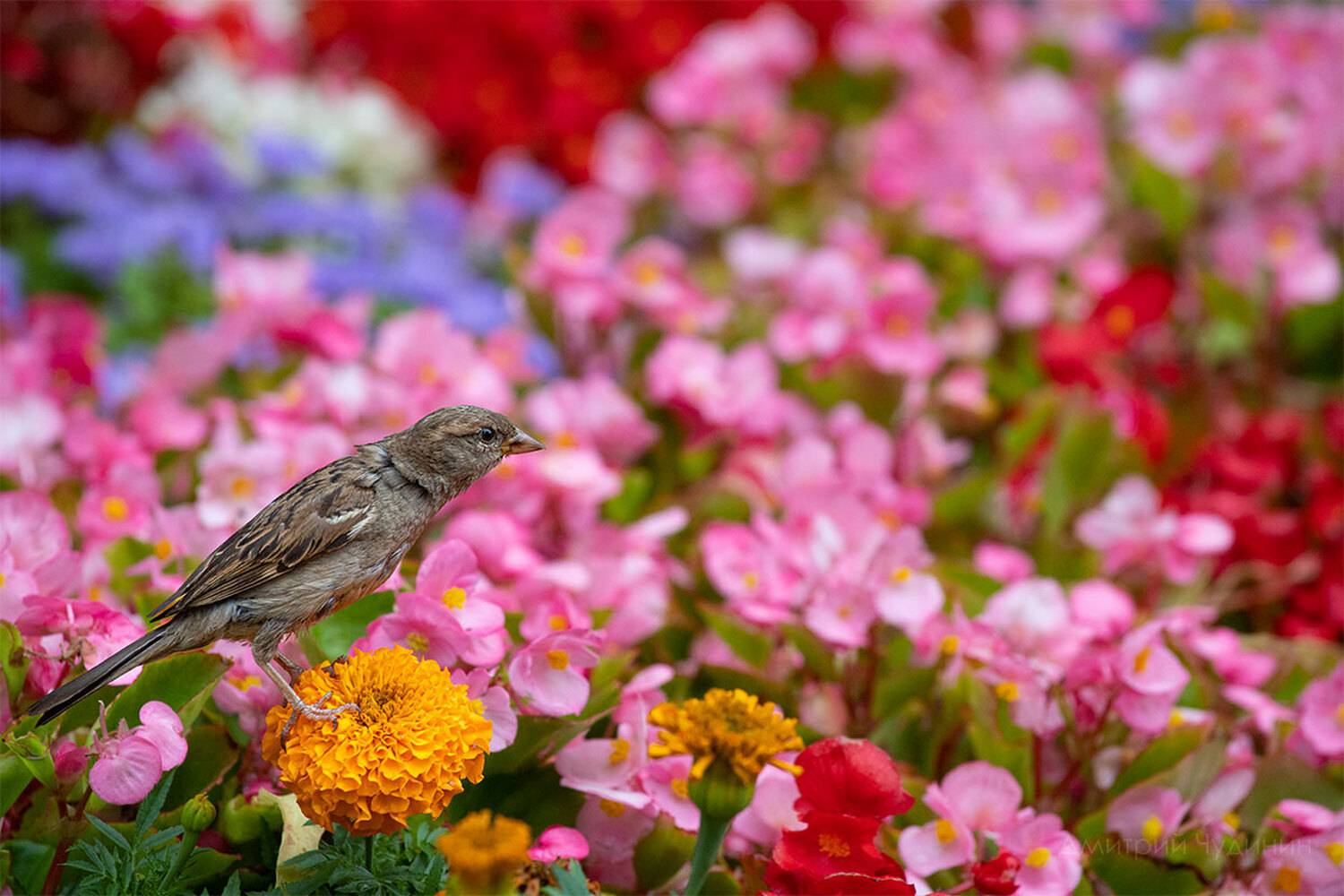 , Чудинин Дмитрий
