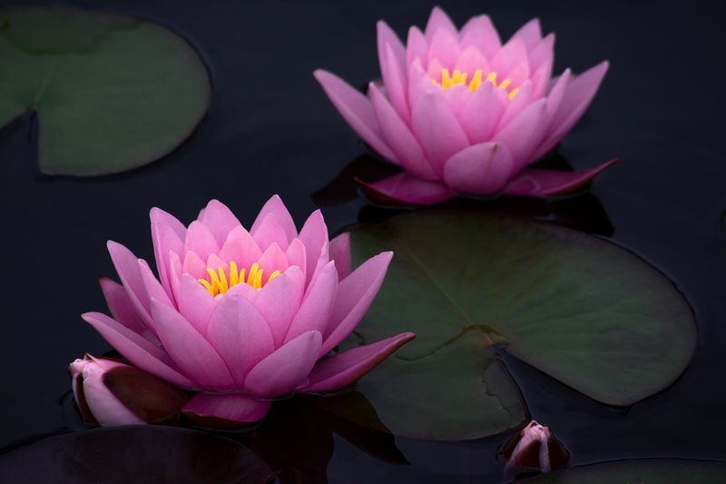 Розовые. фото превью