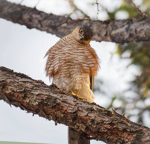 Перепелятники. (4 ФОТО)