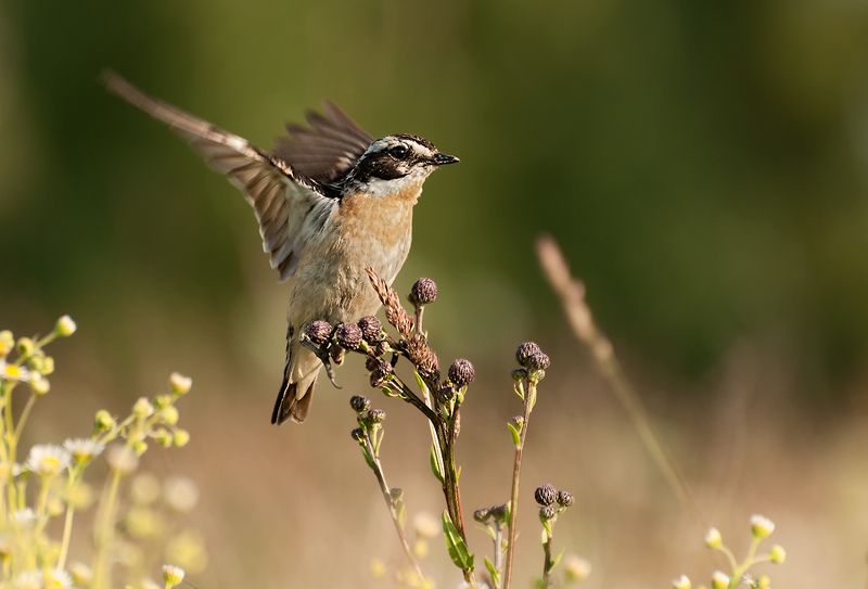 В полях фото превью