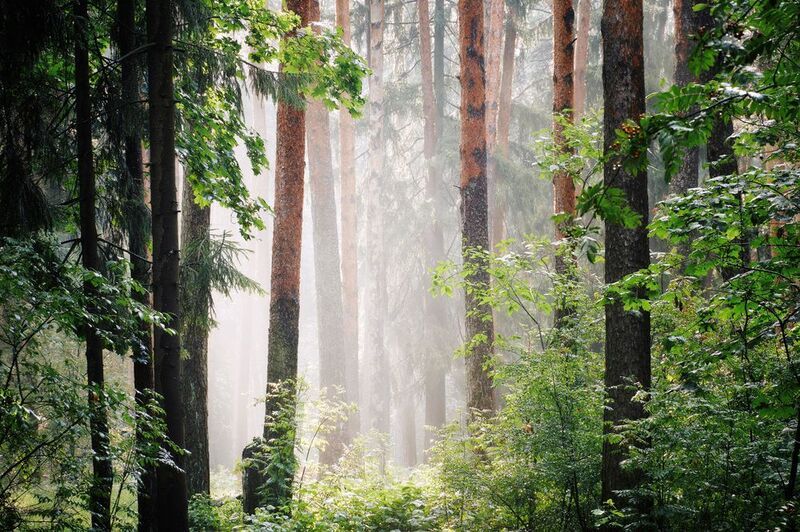 После летнего дождя фото превью