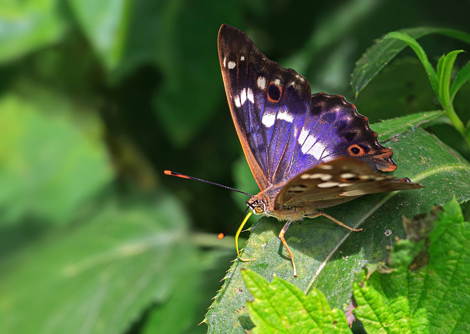 насекомые, бабочка, нимфалида, переливница, лето, июнь, Борис Новиков