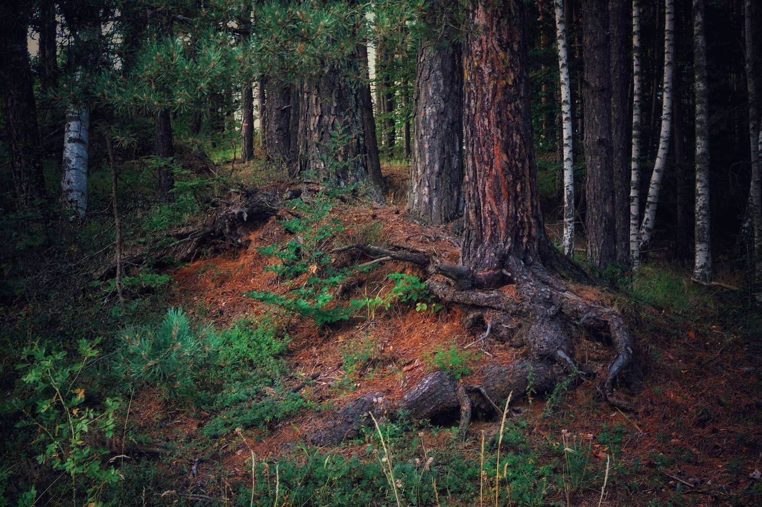 , Юлияна Стоянова