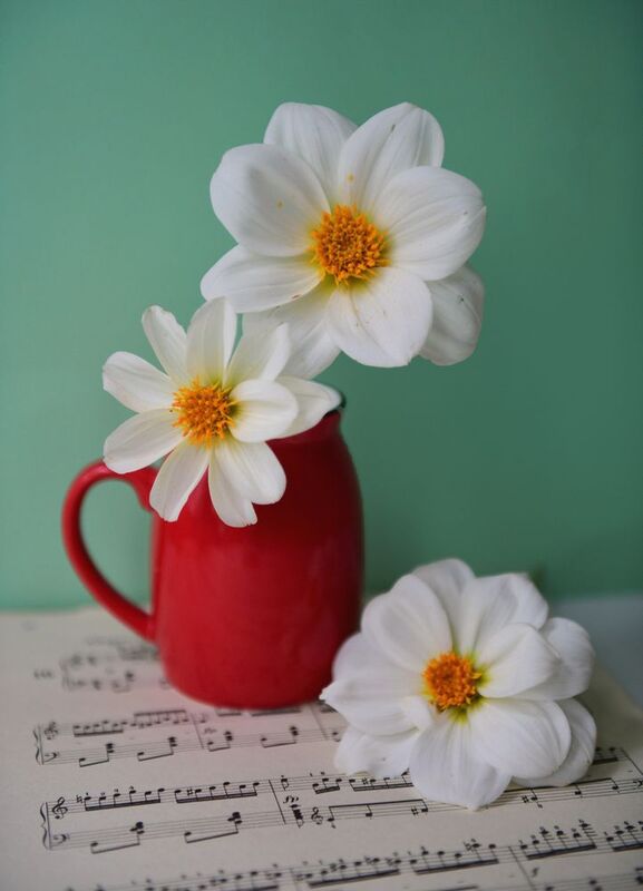 Цветы фото превью