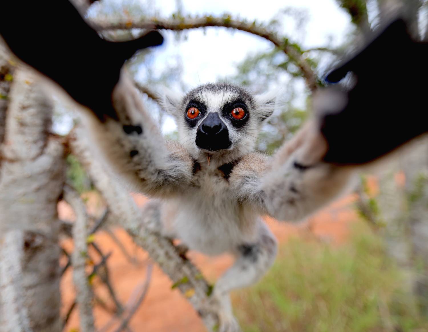 , Гудков Андрей