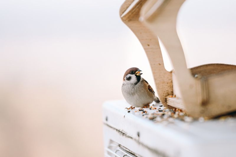 Воробушек фото превью