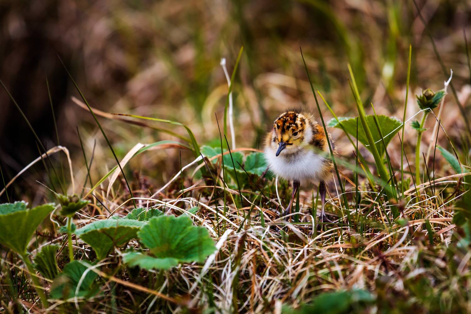 кулик, берингийский песочник, птенец, Уткин Дмитрий