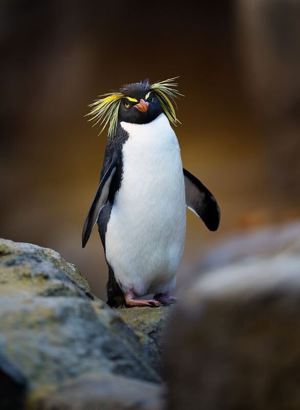 Southern Rockhopper, Penguin, Southern Rockhopper фото превью