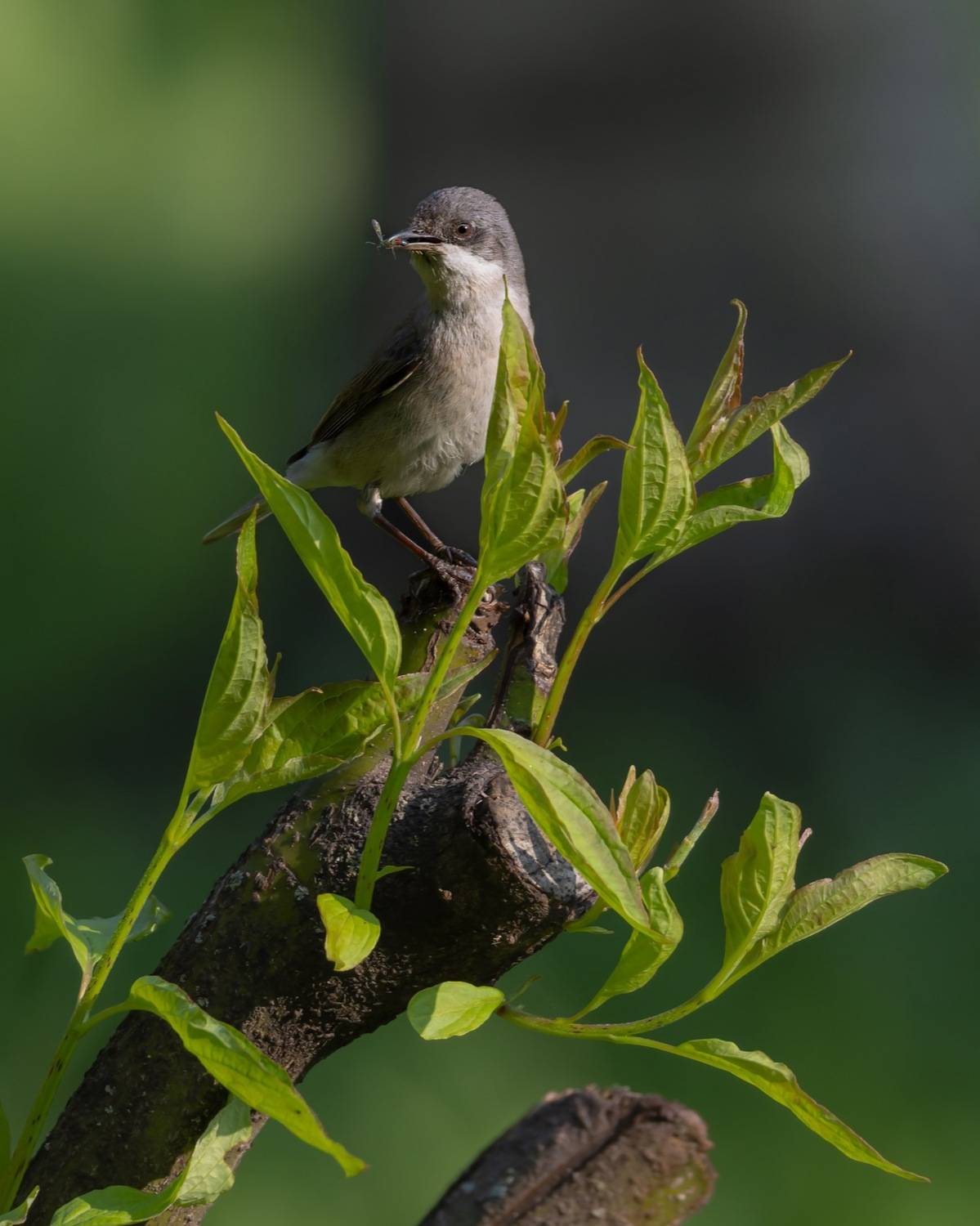 славка-завирушка, славка, славка-мельничек, завирушка, птицы, Руслан Pl
