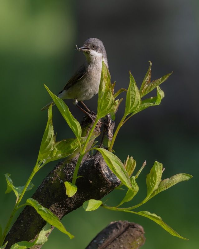 славка-завирушка, славка, славка-мельничек, завирушка, птицы Славка-мельничек фото превью