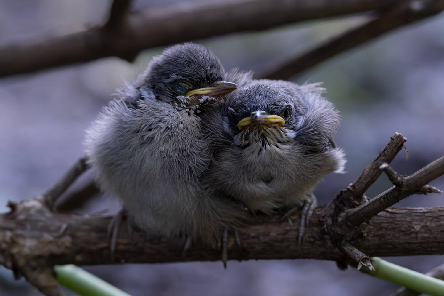 славка-завирушка, славка, славка-мельничек, завирушка, птицы, Руслан Pl