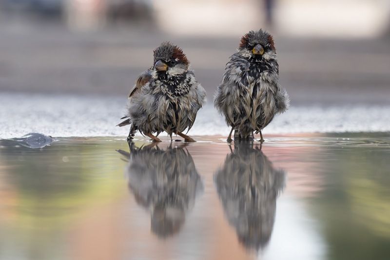 Два мокрых кавалера фото превью