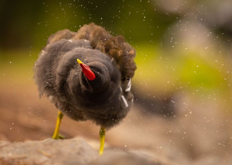 Green-legged фото превью