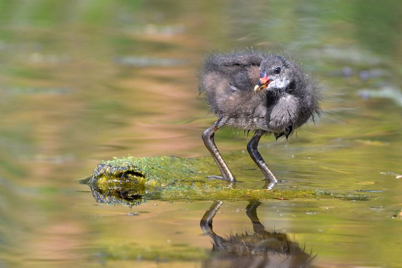 *Цыплёнок камышницы фото превью