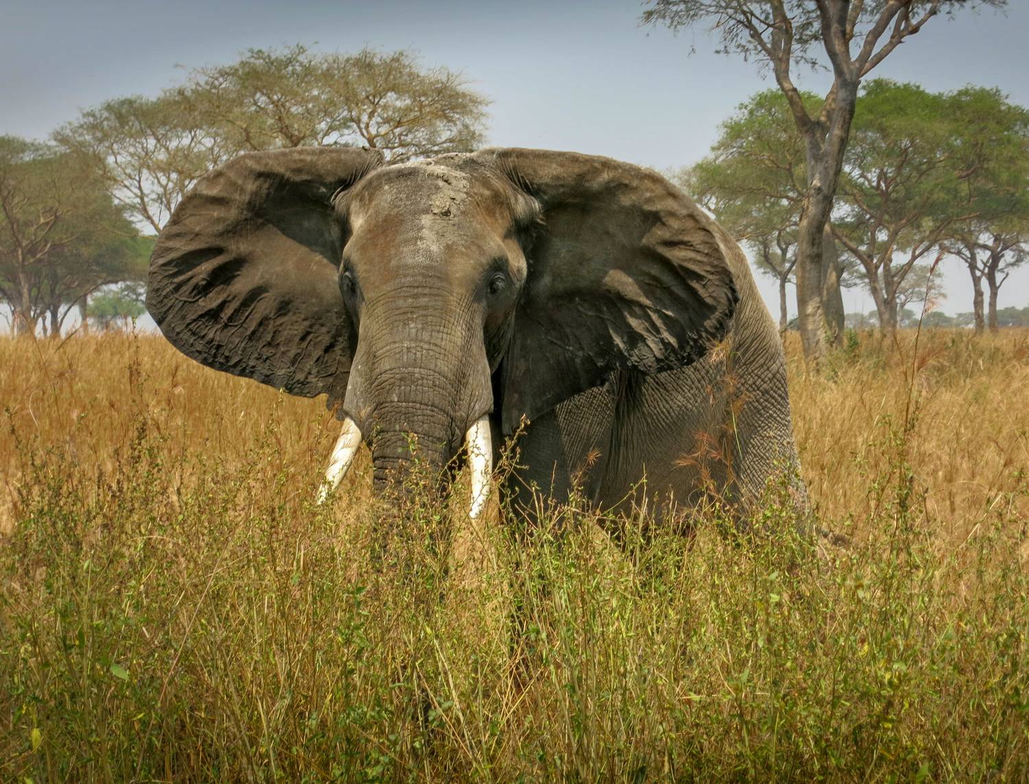 слон, африка, сафари, уганда, нд, elephant, africa, safari, uganda, мёрчисон фоллс, murchison falls, africa нд, саванна, Демкина Надежда