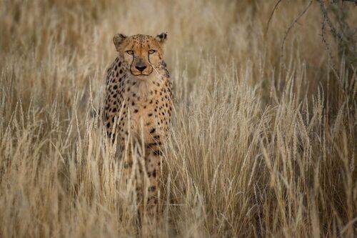 Cheetahs in golden light