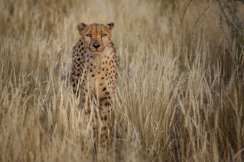 worldphototravels, mikereyfman, wildlife_photography, nature_photography, photo_workshop, photo-safari Cheetahs in golden light фото превью