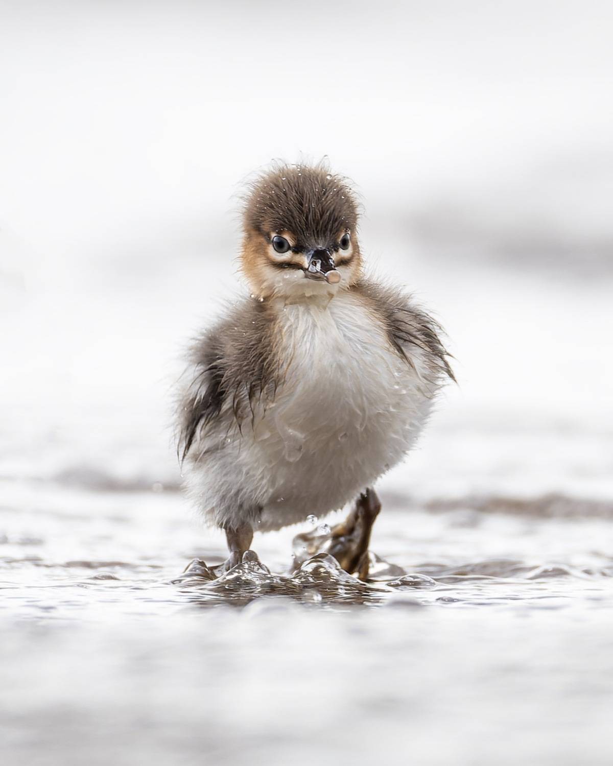 средний крохаль, крохаль, птицы, длинноносый крохаль, Руслан Pl