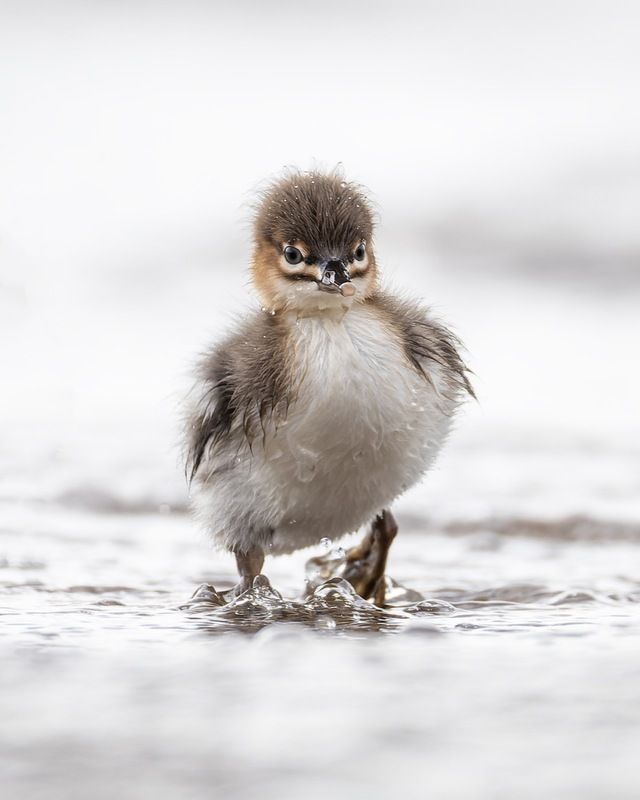 средний крохаль, крохаль, птицы, длинноносый крохаль Крохаленок фото превью