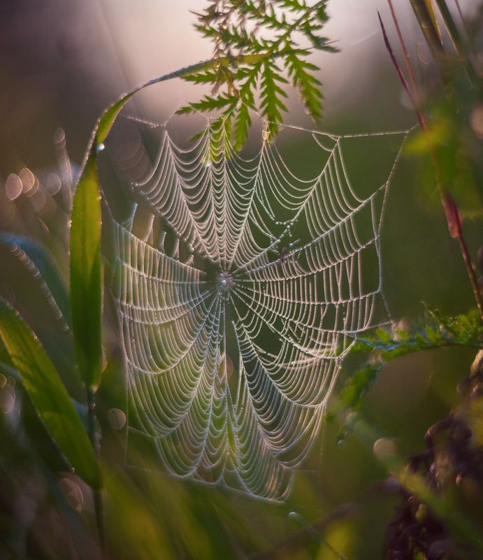 паутинка  фото превью